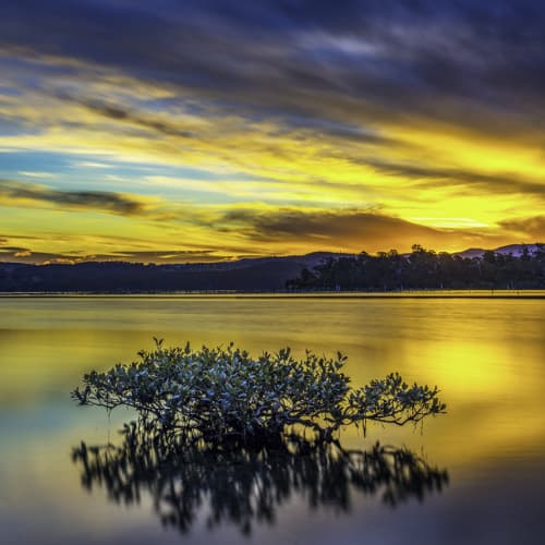 MANGROVE-TREE