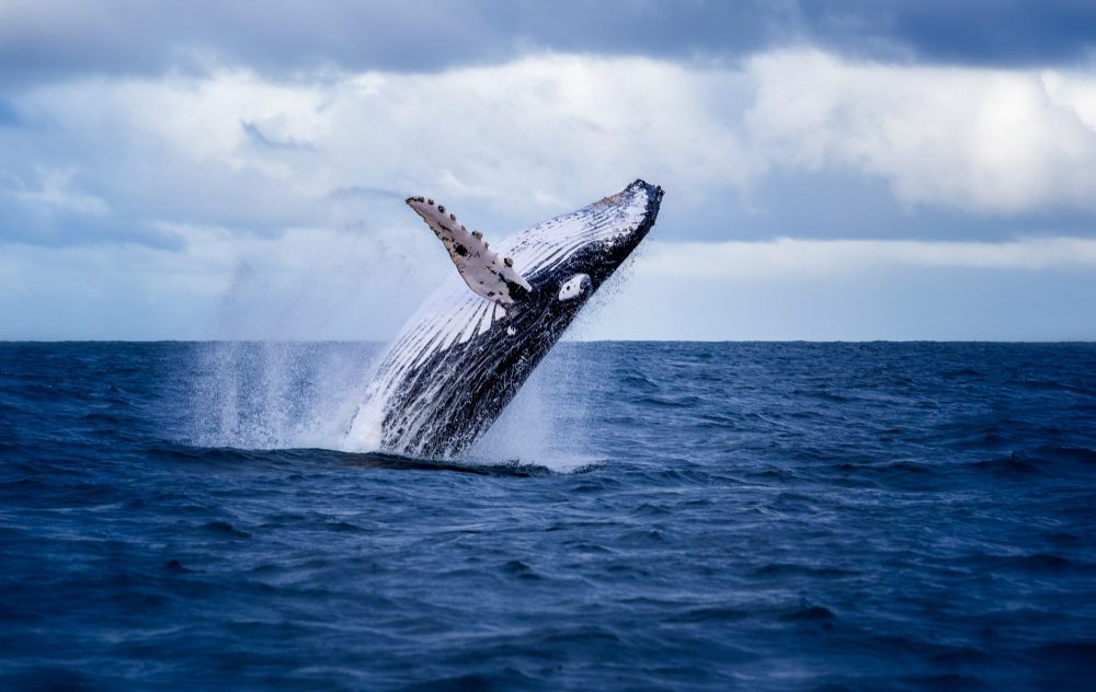 location-whale-watching